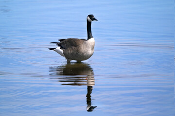 Canada goose on bay in beautiful spring day