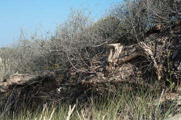 Fototapeta premium Tronc d'arbre abattu dans les dunes
