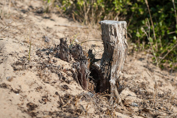 Tronc d'arbre coupé dans les dunes