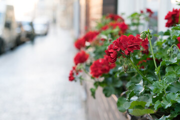 Flowers tables and chairs of an outdoor cafe in europe