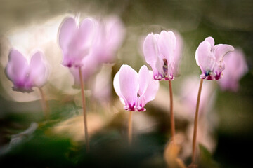 Cyclamen