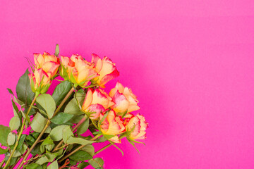 Rose flowers on a colored background
