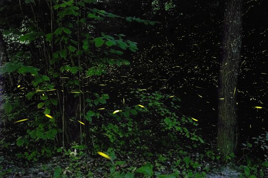 Fireflies in the woods, Emilia Romagna, Italy