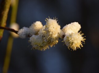 Catkins in the Snow