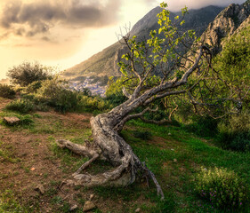 An ancient tree lying on a hillside above Chefchaouen, Morocco, North Africa