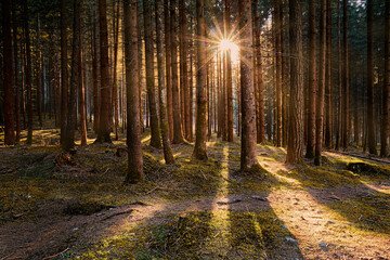 Larch wood and sun star between tree trunks, Trentino-Alto Adige, Italy