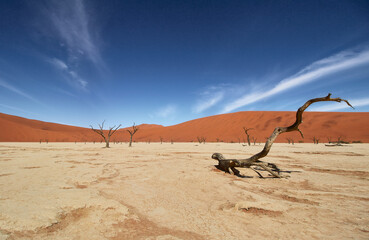 Deadvlei, near Sossusvlei, a dry lake with dead trees in the desert made of red sand dunes, Namib Desert, Namibia
