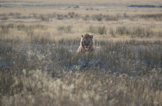 Male lion (Panethera leo) sitting in the savannah, Etosha National Park, Namibia