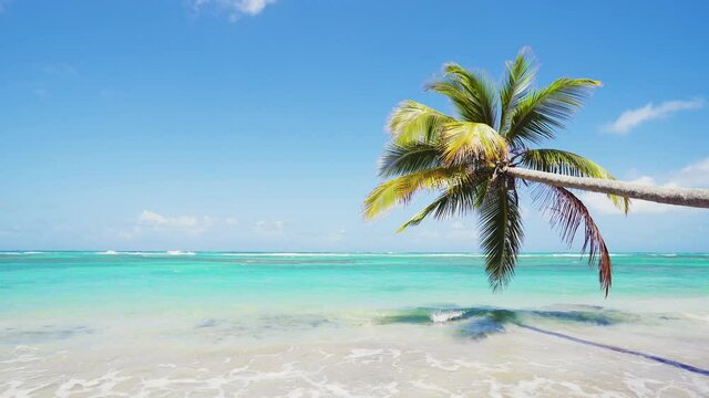Paradise beach 4k background. Palm beach and blue sea stock video footage. Summer landscape