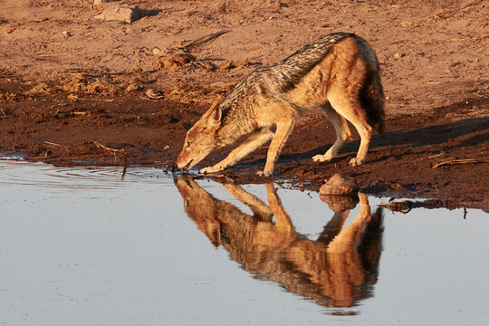 Reflection of a jackal (Canis lupaster) drinking in a waterhole at sunrise, Etosha National Park, Namibia