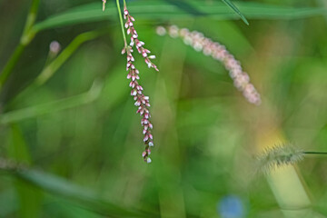 Pink and white flower from water plant - Paersicaria Lapathifolia - Pale Knotweed