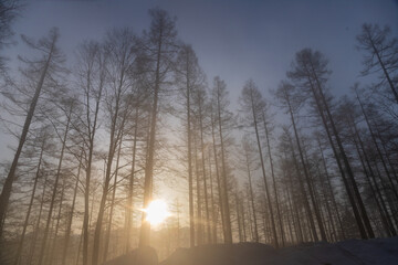 Fototapeta premium 戸隠高原朝霧のカラマツ林に昇る朝日