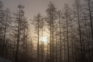 戸隠高原朝霧のカラマツ林に昇る朝日