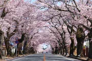 Poster 夜の森公園の桜（福島県・富岡町） © tk2001