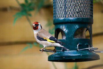 European goldfinch (Carduelis carduelis) on squirrel-proof sunflower seed bird feeder, Henley-on-Thames, Oxfordshire, England, United Kingdom