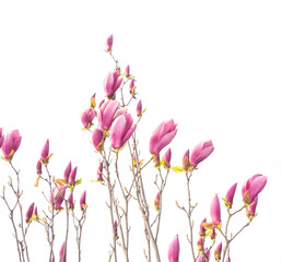 magnolia spring branch isolated on white background