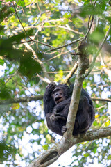 pan troglodytes chimps, robust chimps