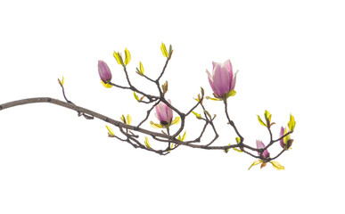 magnolia spring branch isolated on white background