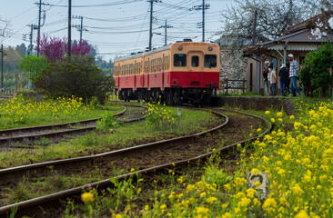 Obraz premium 房総半島小湊鐡道 桜と菜の花、上総久保駅付近