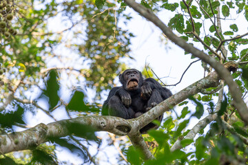 pan troglodytes chimps, robust chimps