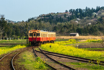 Naklejka premium 房総半島小湊鐡道 桜と菜の花、上総久保駅付近