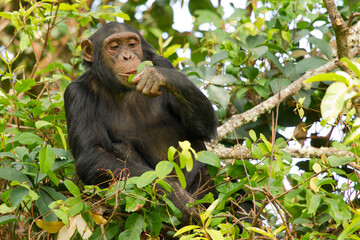 common chimpanzee in Mahale NP at Lake Tanganyika in Tanzania