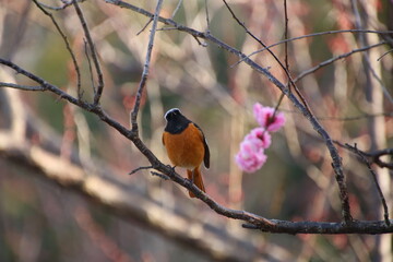 梅の木にジョウビタキ