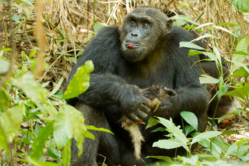 common chimpanzee in Mahale NP at Lake Tanganyika in Tanzania