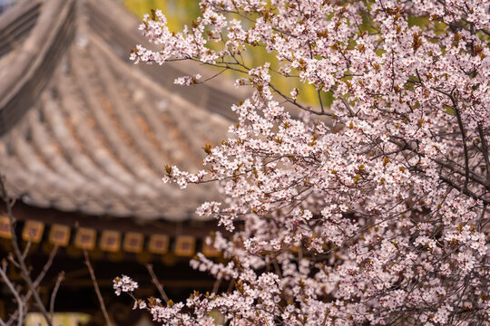 Cherry Blossom with traditional chinese roof in qing long temple,xi an,china.