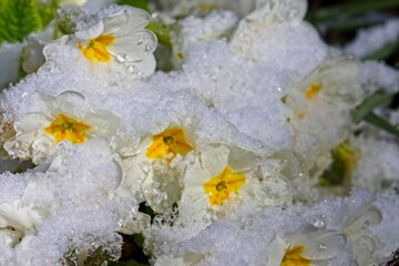 Primeln im Schnee