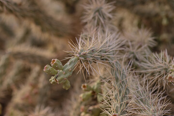 Desert Botanical Garden is a 140-acre botanical garden located in Papago Park, at 1201 N. Galvin Parkway in Phoenix, central Arizona.