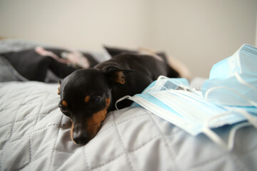 Smutny Piesek obostrzenia COVID-19 Maseczki ochronne Koronawirus pinczer © Tymoteusz