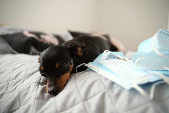 Smutny Piesek obostrzenia COVID-19 Maseczki ochronne Koronawirus pinczer