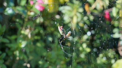 spider web in the dew