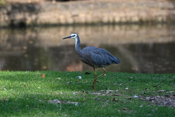 A white-faced heron struts along a grassy patch beside a pond