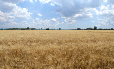 Obraz premium Golden field of wheat in June while the summer wind blows on the hills of Piedmont and on the ears of wheat.