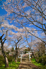 小高神社の桜（福島県・南相馬市）