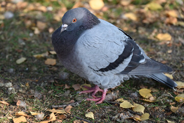 A close up of a rock dove, or common pigeon, standing in a grassy patch surrounded by autumn leaves
