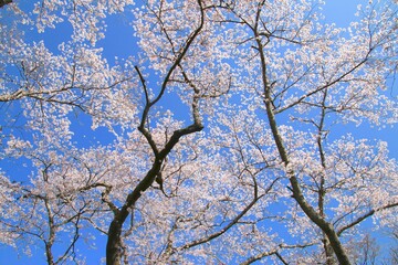 小高神社の桜（福島県・南相馬市）
