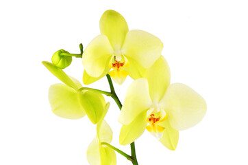 Yellow orchid flower