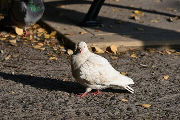 A close up of a rock dove, or common pigeon, standing in a patch of dirt near a park bench, surrounded by autumn leaves
