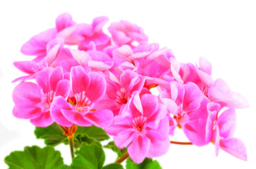 Fototapeta premium Balmy Geranium flower