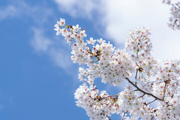 cherry tree blossom