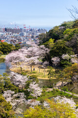 Fototapeta premium 横浜市三渓園春爛漫