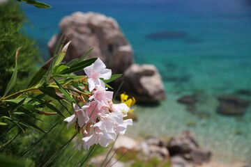Oleander flowers in Dalmatia, Croatia