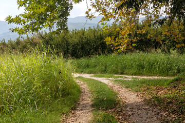 Garden with peach trees and a path in the mountains