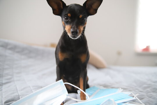 Piesek obostrzenia COVID-19 Maseczki ochronne Koronawirus pinczer