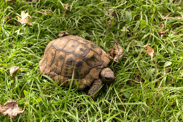 Tortoise close-up crawling on green grass
