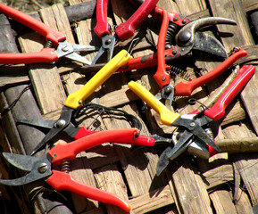 The shears are essential tools for working in the vineyards when harvesting. The precious grapes of Piedmont will produce  red wines.