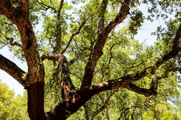 Cork oak forest in Arrabida Mountains